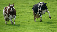 130424 - Koeien naar buiten