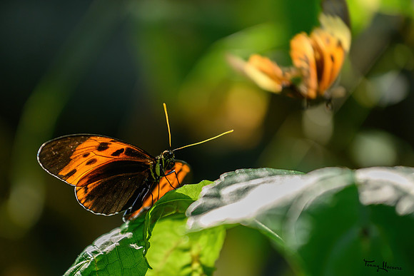 burgerszoo_TH_1326