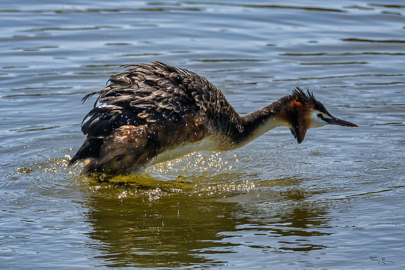 lingezegen_TH_0753