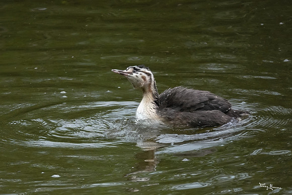 lingezegen_TH_1272