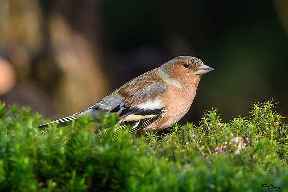 boshut_espelo_TH_0252