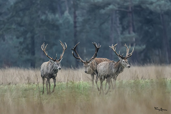 hogeveluwe_TH_0123