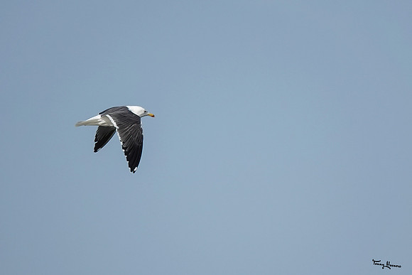 lingezegen_TH_0405