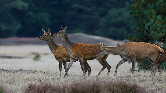 hogeveluwe_TH_1608