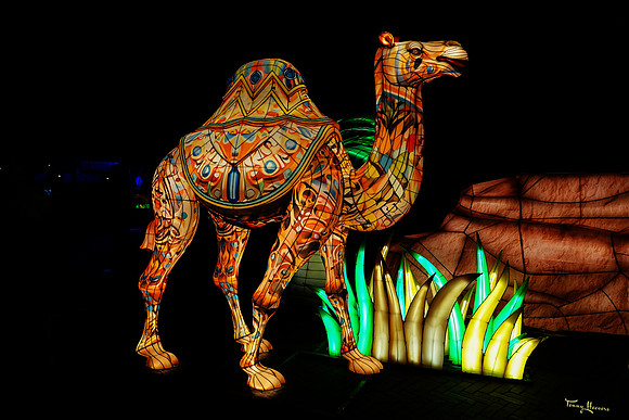 ouwehand_light_zoo_TH_0063