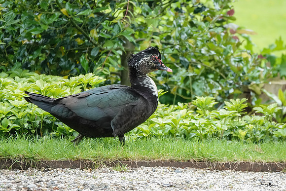kasteel_middachten_TH_0858