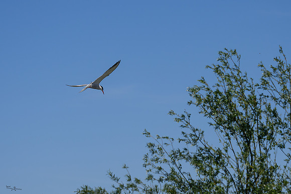 lingezegen_TH_0757