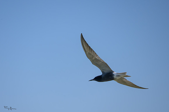 lingezegen_TH_0759