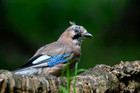 eays_vogelhut_TH_1126