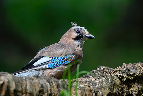 eays_vogelhut_TH_1126