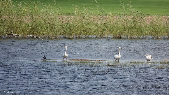 lingezegen_TH_0628