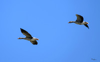 lingezegen_TH_0742