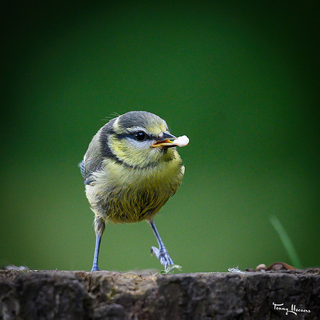 rays-vogelhut_TH_0881