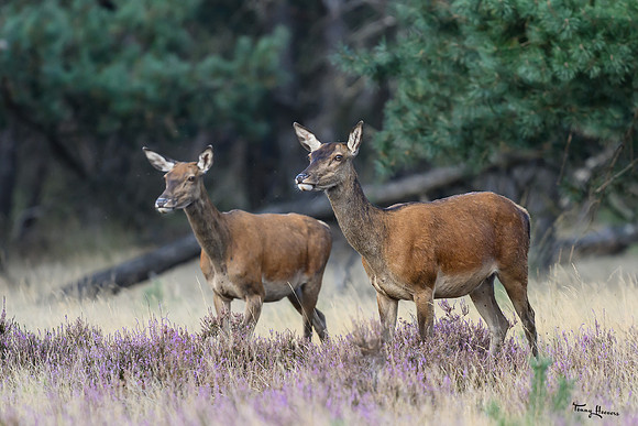 hogeveluwe_TH_1568