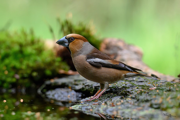 vogelhut_zuurberg_TH_0865