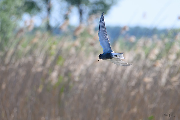 lingezegen_TH_0760