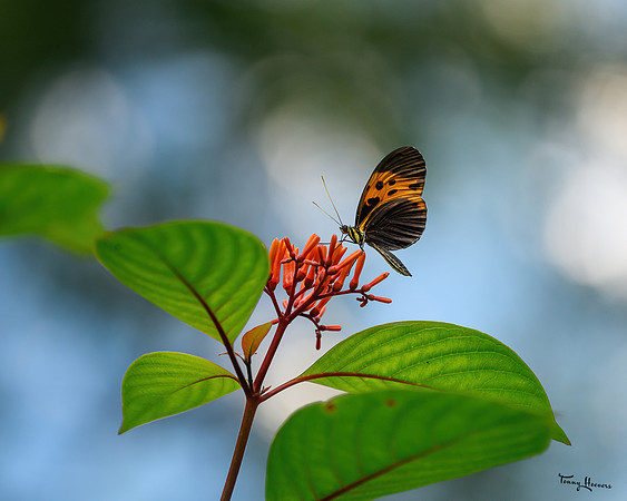 burgerszoo_TH_1327