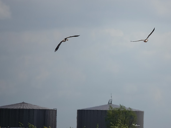 lingezegen_TH_0610