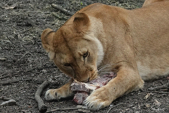 burgerszoo_TH_0500