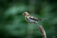 eays_vogelhut_TH_1119