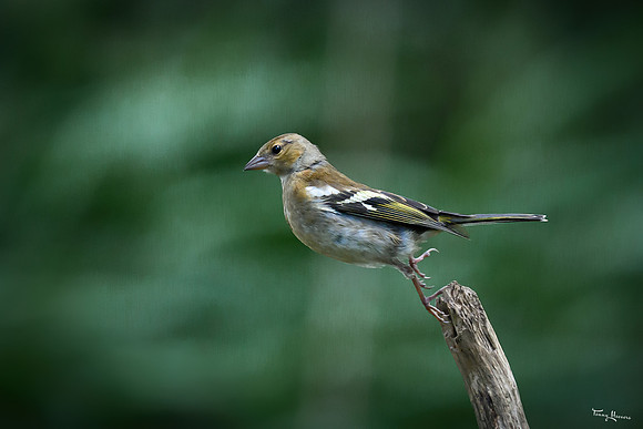 eays_vogelhut_TH_1119