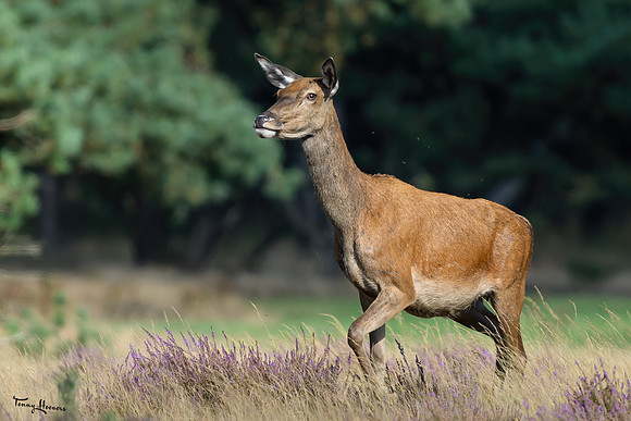 hogeveluwe_TH_1561
