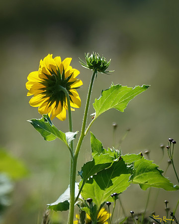 bloemetjes_TH_1402