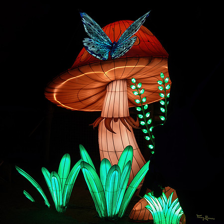 ouwehand_light_zoo_TH_0087