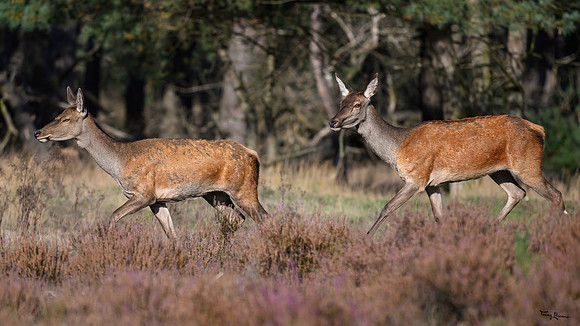hogeveluwe_TH_1650