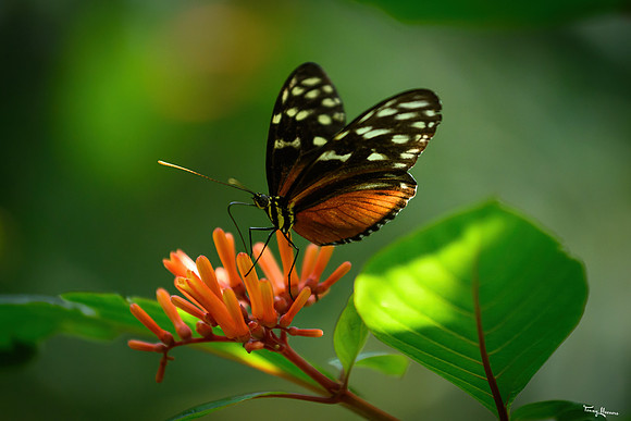 burgerszoo_TH_1329