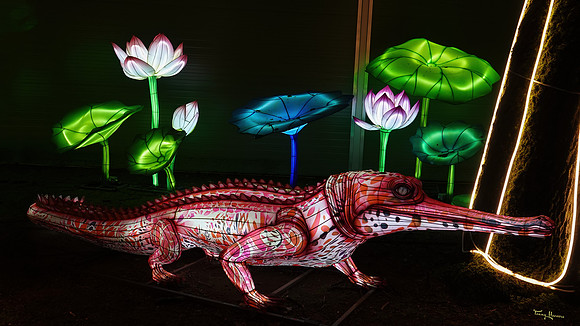 ouwehand_light_zoo_TH_0076