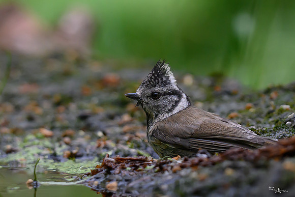 vogelhut_zuurberg_TH_0866