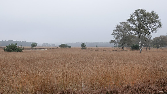 hogeveluwe_TH_1854