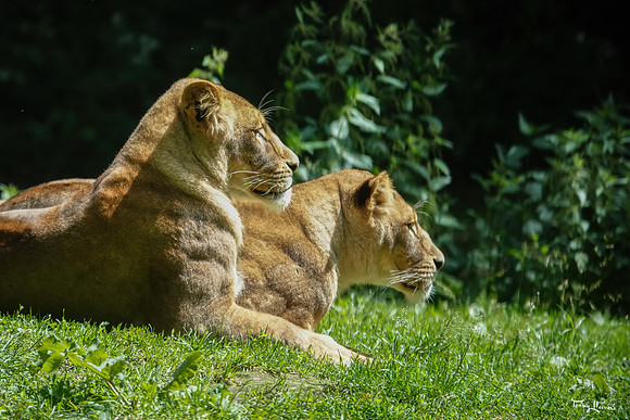 burgerszoo_TH_1211