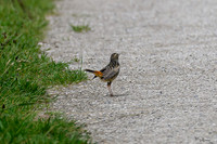 rondje_lingezegen_TH_0914