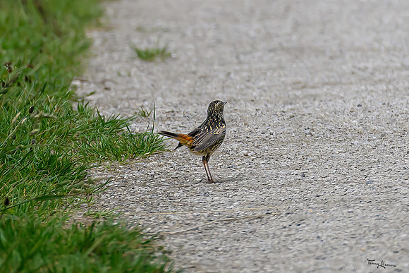 rondje_lingezegen_TH_0914