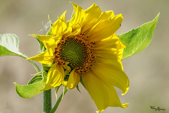 bloemetjes_TH_1413