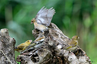 eays_vogelhut_TH_1129