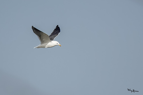 lingezegen_TH_0406