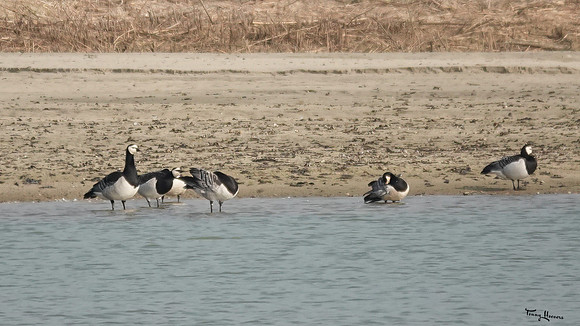 havikerwaard_TH_0499