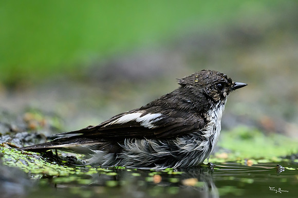 vogelhut_zuurberg_TH_0887