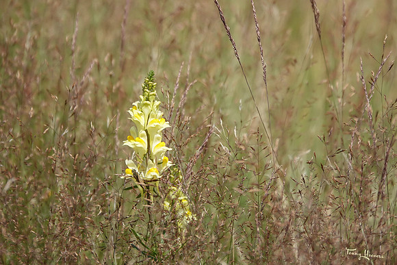 hogeveluwe_TH_1355