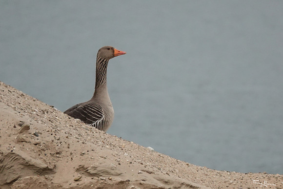 havikerwaard_TH_0507