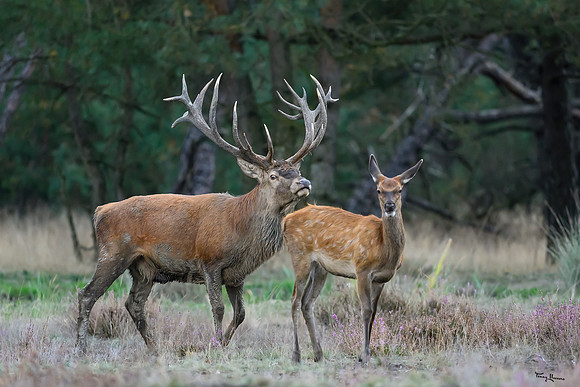hogeveluwe_TH_1611