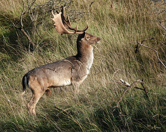 awd_TH_1869