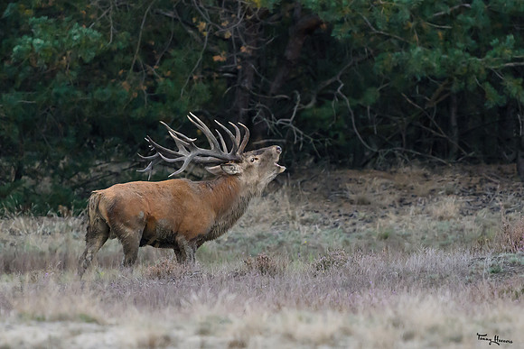 hogeveluwe_TH_1607