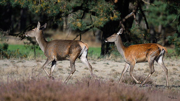 hogeveluwe_TH_1653