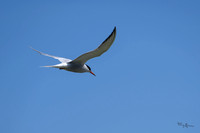 lingezegen_TH_0739