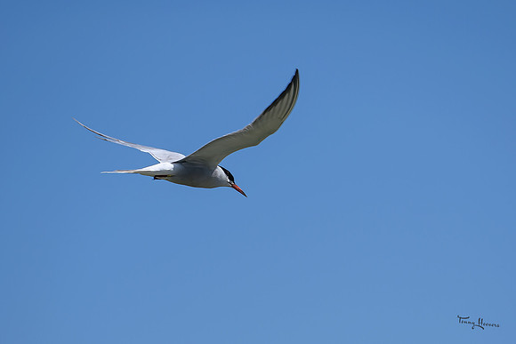 lingezegen_TH_0739