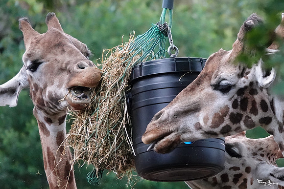 burgerszoo_TH_1210